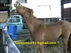 Horny full-sized horse mounts a ready farm hand from behind in this beastiality video 